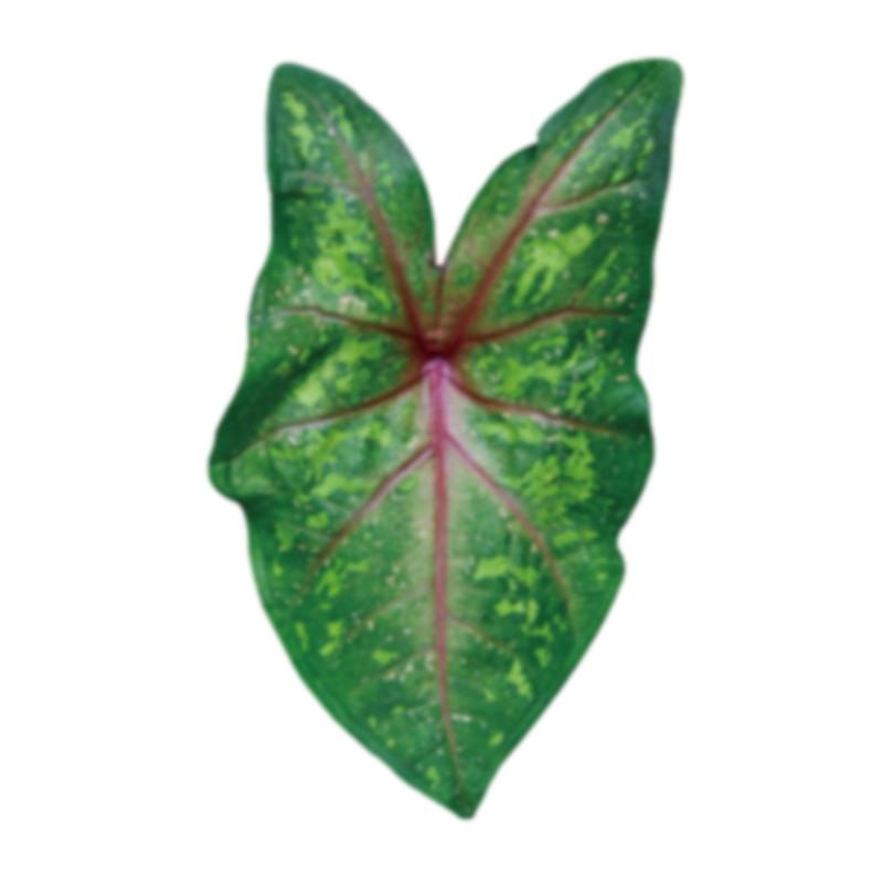 Plant Pop Socket Grip for Mobile Phone