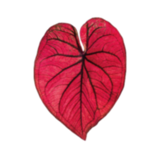 Plant Pop Socket Grip for Mobile Phone