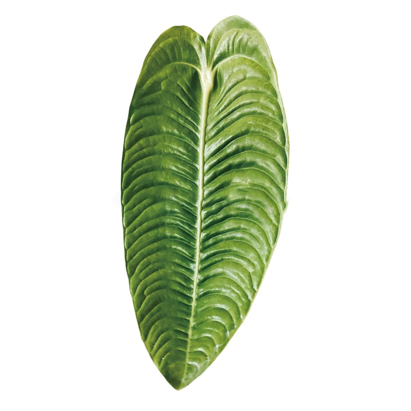 Plant Pop Socket Grip for Mobile Phone