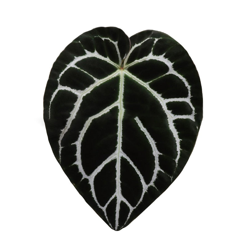 Plant Pop Socket Grip for Mobile Phone