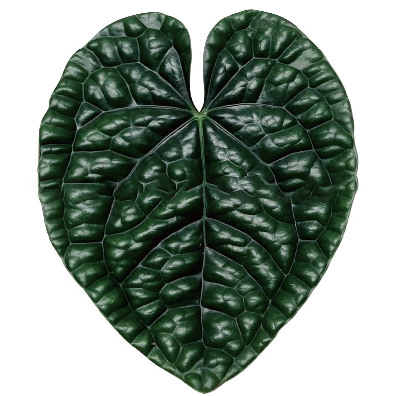 Plant Pop Socket Grip for Mobile Phone