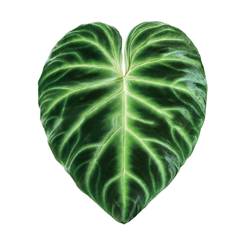 Plant Pop Socket Grip for Mobile Phone